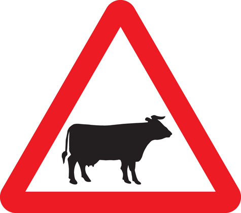 warning sign cattle